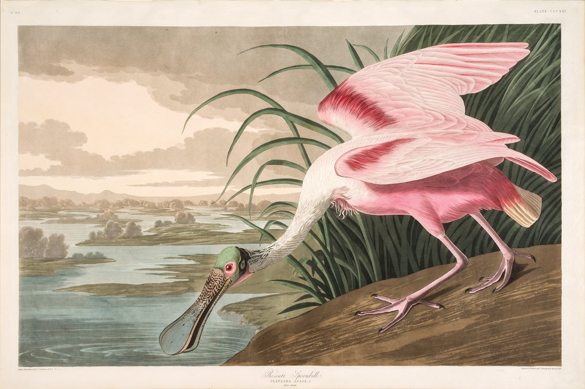 Audubon Then & Now At The Biggs Museum Of American Art By Ryan Grover ...