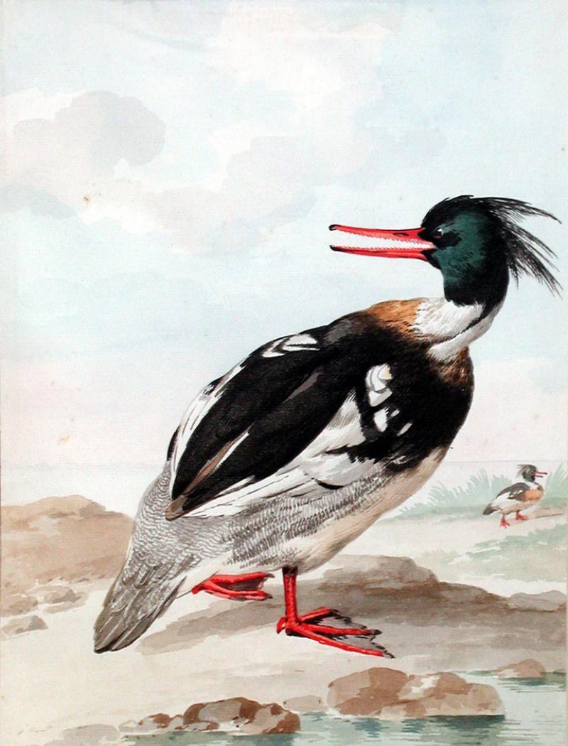  AERT SCHOUMAN A MERGANSER STANDING ON ROCKS WITH ANOTHER BEHIND