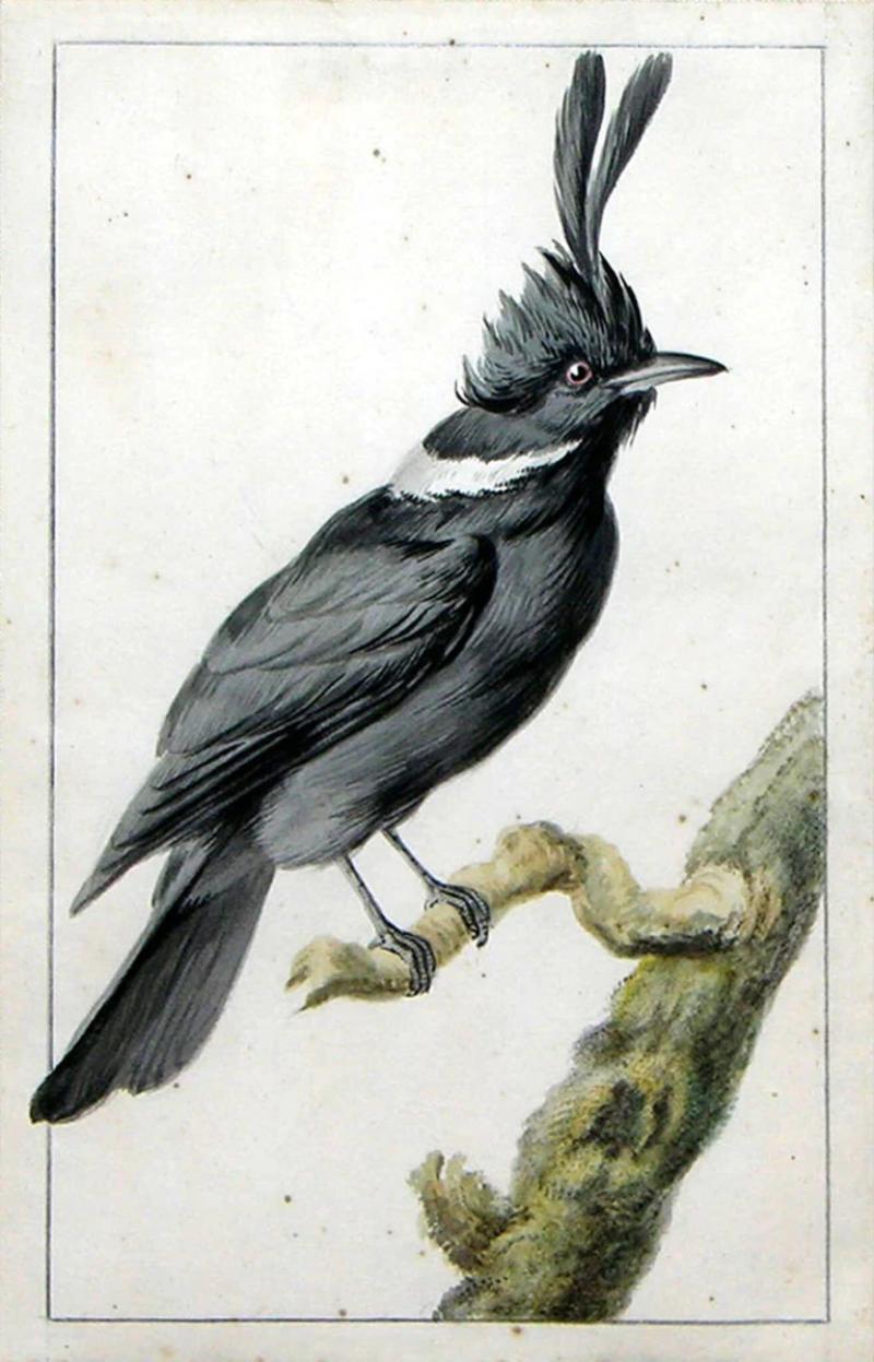  AERT SCHOUMAN AERT SCHOUMAN DUTCH 1710 1792 A MALAY JAY