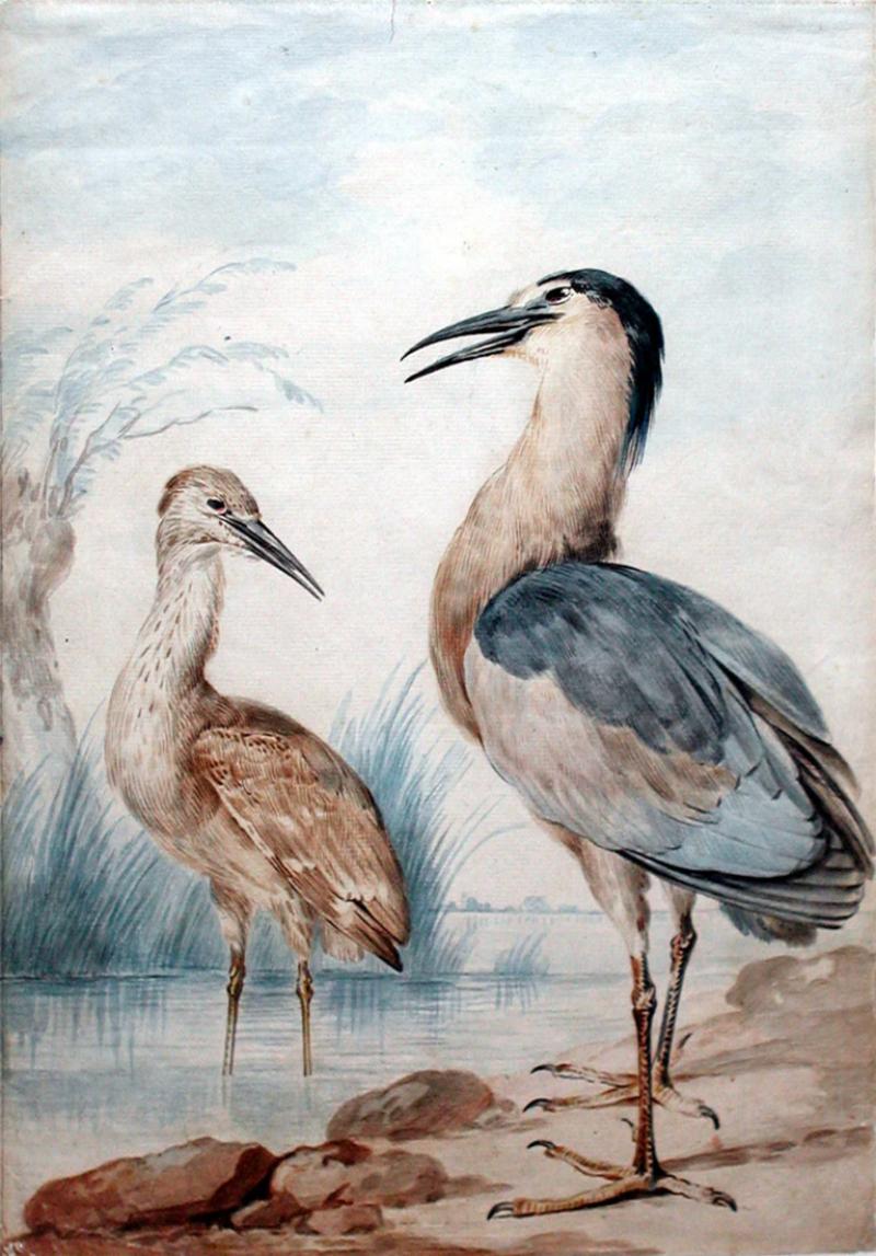  AERT SCHOUMAN AERT SCHOUMAN DUTCH 1710 1792 AN ADULT AND JUVENILE NIGHT HERON