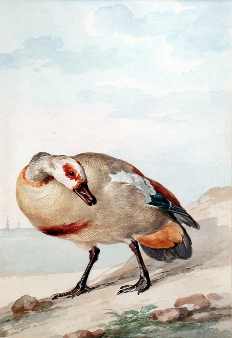  AERT SCHOUMAN AERT SCHOUMAN DUTCH 1710 1792 AN EGYPTIAN GOOSE ON THE SHORE