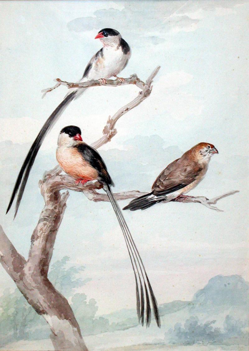  AERT SCHOUMAN AERT SCHOUMAN DUTCH 1710 1792 TWO LONG TAILED TITS AND A BUNTING