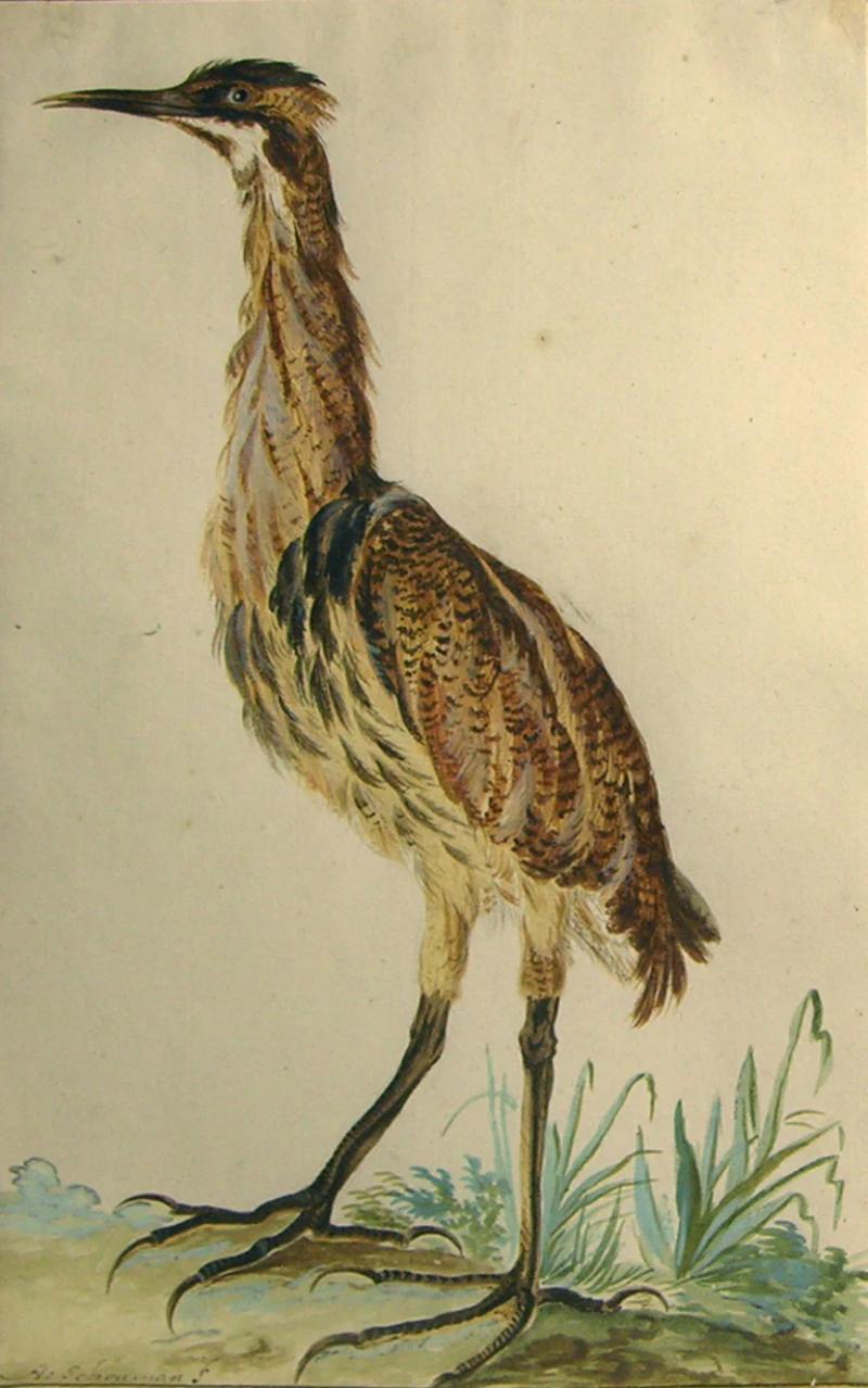  AERT SCHOUMAN AERT SCHOUMAN DUTCH 1710 1792 UNTITLED BITTERN 