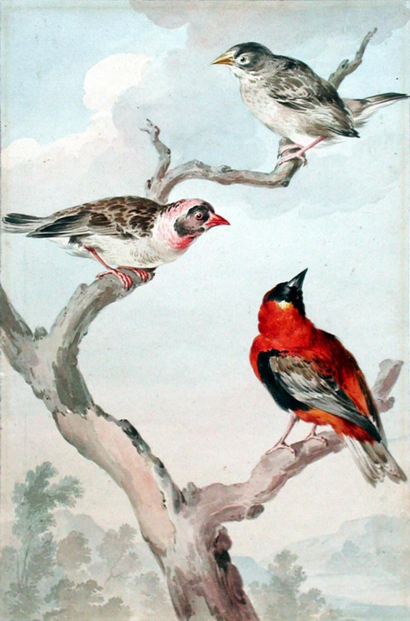  AERT SCHOUMAN THREE BIRDS IN A TREE A WEAVERBIRD A REDBILLED QUELEA AND A RED BISHOP