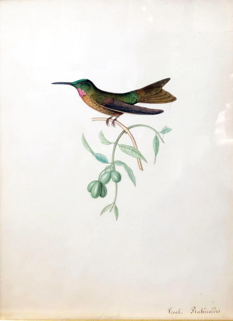  ALPHONSE PREVOST HELIODOXA RUBINOIDES FAWN BREASTED BRILLIANT HUMMINGBIRD 