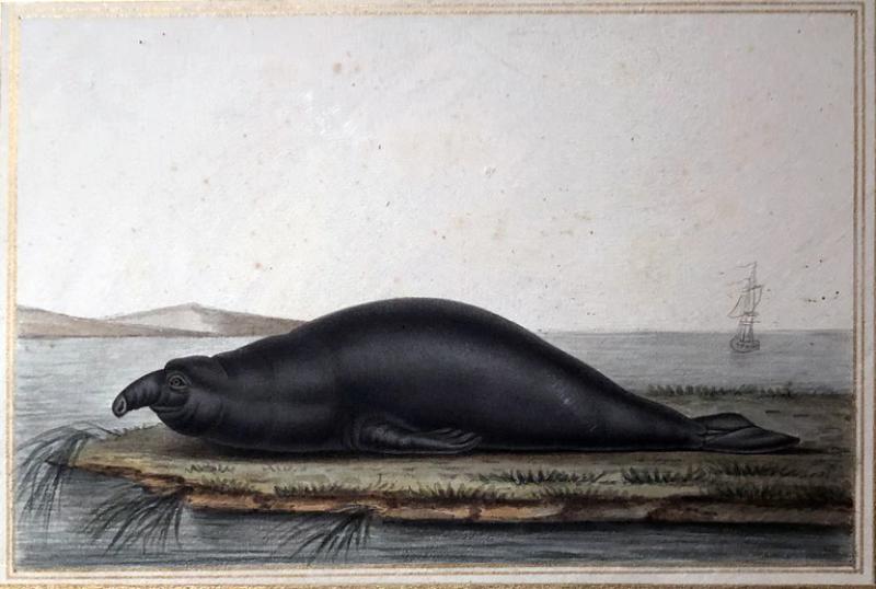  ANTOINE CHARLES VAUTHIER ANTOINE CHARLES VAUTHIER FRENCH 1790 1879 ELEPHANT SEA LION