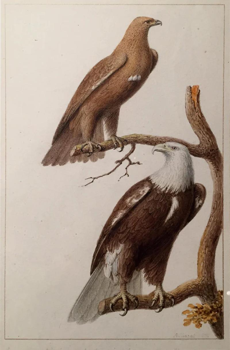  ANTOINE CHAZAL ANTOINE CHAZAL FRENCH 1793 1854 GOLDEN AND BALD EAGLE