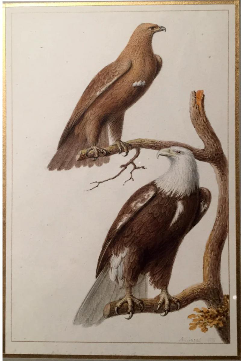  ANTOINE CHAZAL ANTOINE CHAZAL FRENCH 1793 1854 GOLDEN AND BALD EAGLE