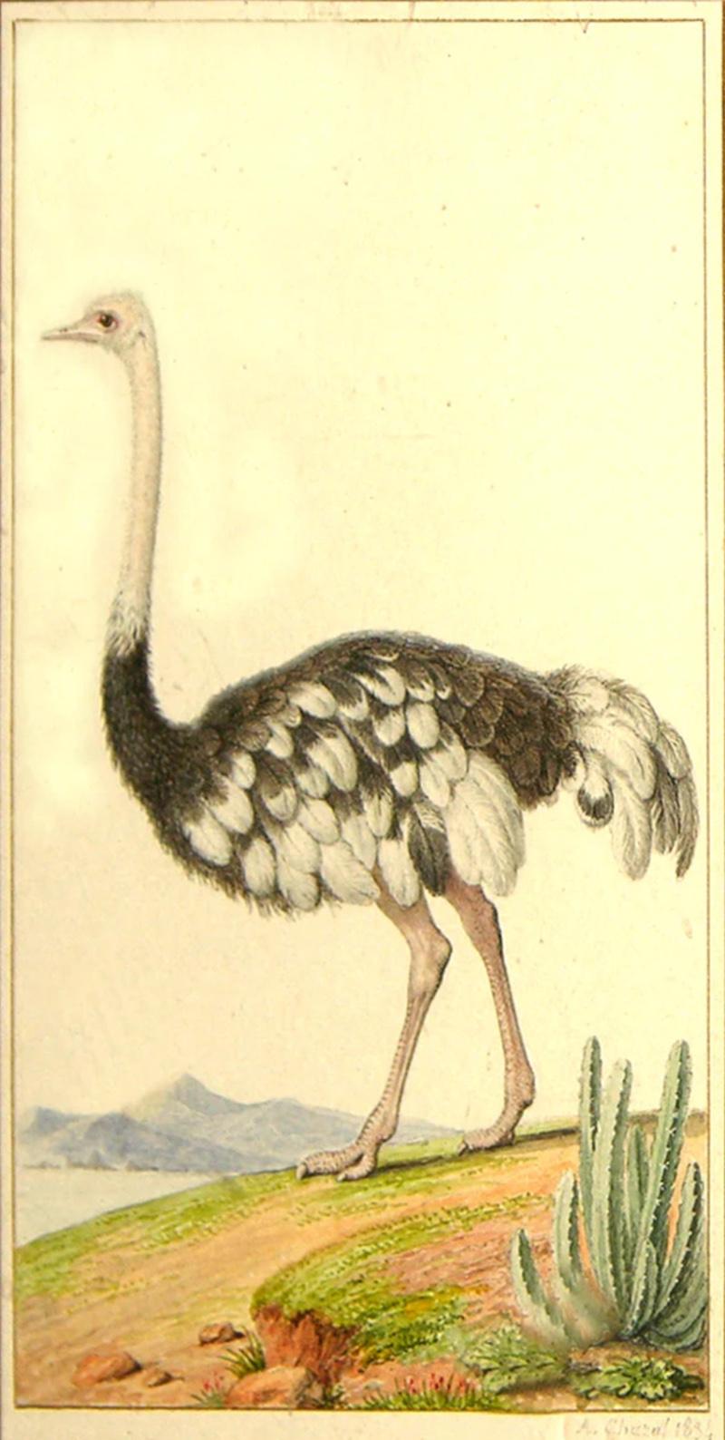  ANTOINE CHAZAL ANTOINE CHAZAL FRENCH 1793 1854 OSTRICH