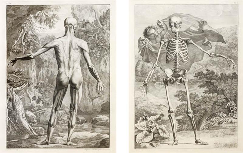  Albinus Albinus Pair of Anatomical Studies 