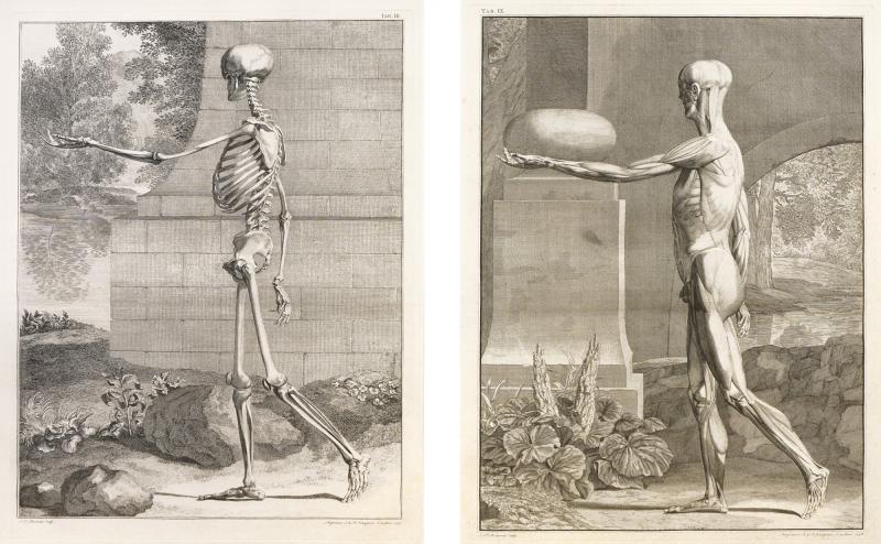  Albinus Albinus Pair of Anatomical Studies engravings