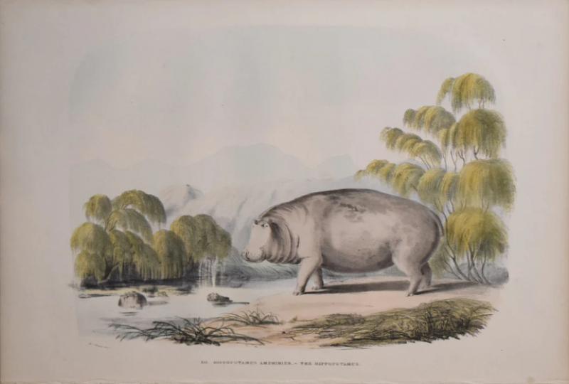  CAPTAIN W CORNWALLIS HARRIS CAPTAIN W CORNWALLIS HARRIS 1807 1848 PLATE XII THE HIPPOPOTAMUS