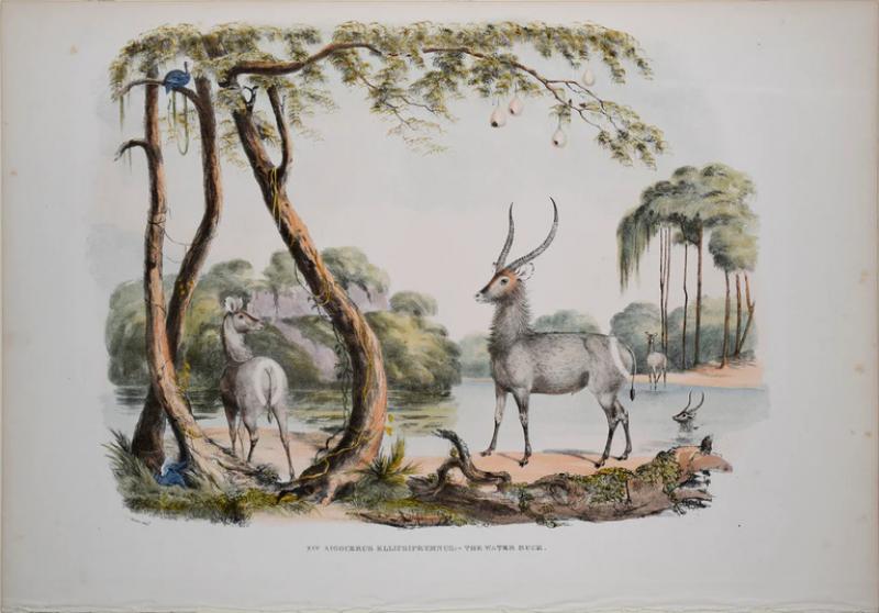  CAPTAIN W CORNWALLIS HARRIS CAPTAIN W CORNWALLIS HARRIS 1807 1848 PLATE XIV THE WATER BUCK