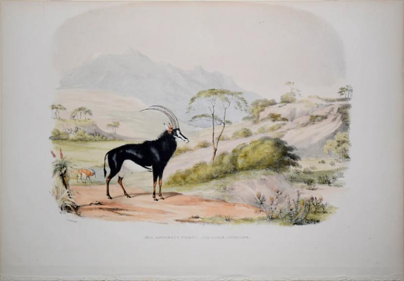  CAPTAIN W CORNWALLIS HARRIS CAPTAIN W CORNWALLIS HARRIS 1807 1848 PLATE XXIII THE SABLE ANTELOPE