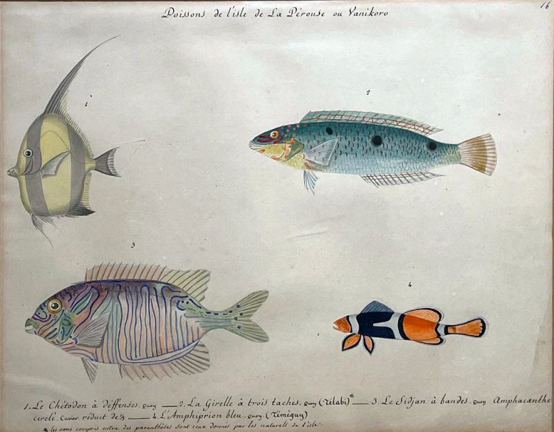  CHRISTOPHE PAULIN DE LA POIX DE FREMENVILLE POISSONS DE L ISLE DE LA PEROUSE OU YANIKORO