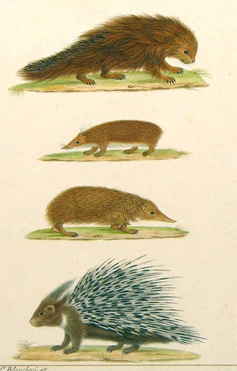  EMILE THEOPHILE BLANCHARD CONENDOU BRAZILLIAN PROCUPINE HESDGEHOGS CRESTED PORCUPINE