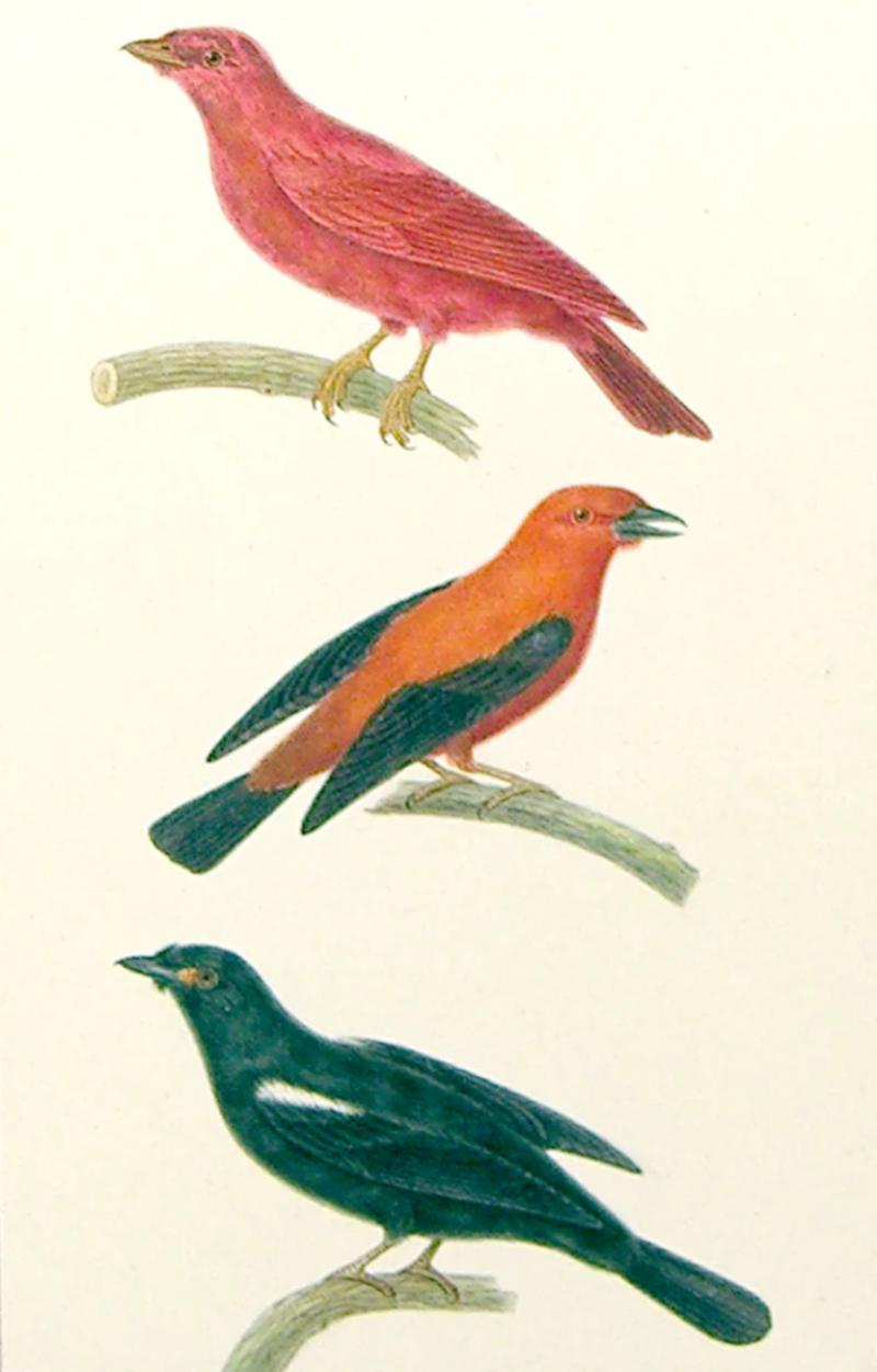  EMILE THEOPHILE BLANCHARD EMILE THEOPHILE BLANCHARD FRENCH 1795 1860 BIRD STUDY