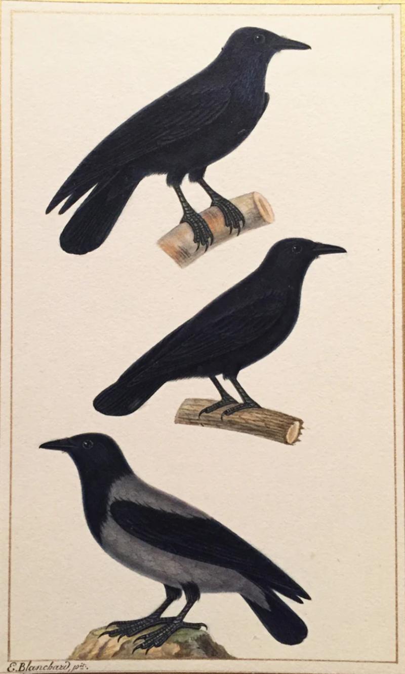  EMILE THEOPHILE BLANCHARD EMILE THEOPHILE BLANCHARD FRENCH 1795 1860 RAVEN CARRION CROW HOODED CROW