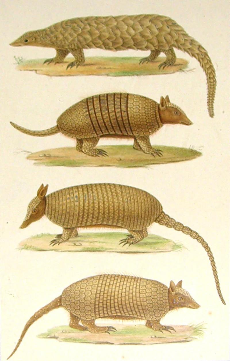  EMILE THEOPHILE BLANCHARD GIANT ANTEATER SIX BANDED ARMADILLO LONG TAILED ARMADILLO