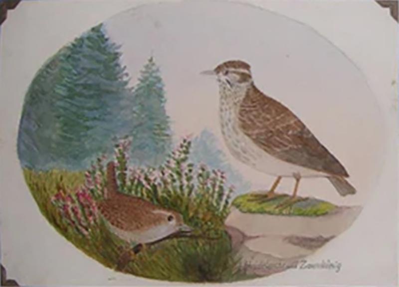  G RAUBER G RAUBER GERMAN GEFIEDERTES VOLK FEATHERED FOLK 