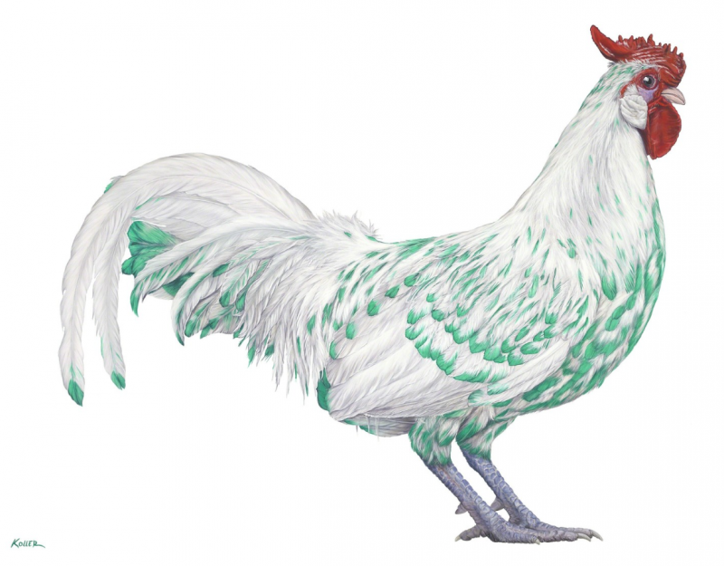  Helmut Koller White Rooster on White background 2011