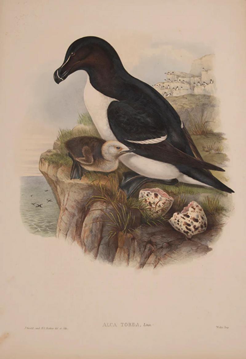  J H C Richter WOLF Alca Torda Razorbill by J H C Richter WOLF