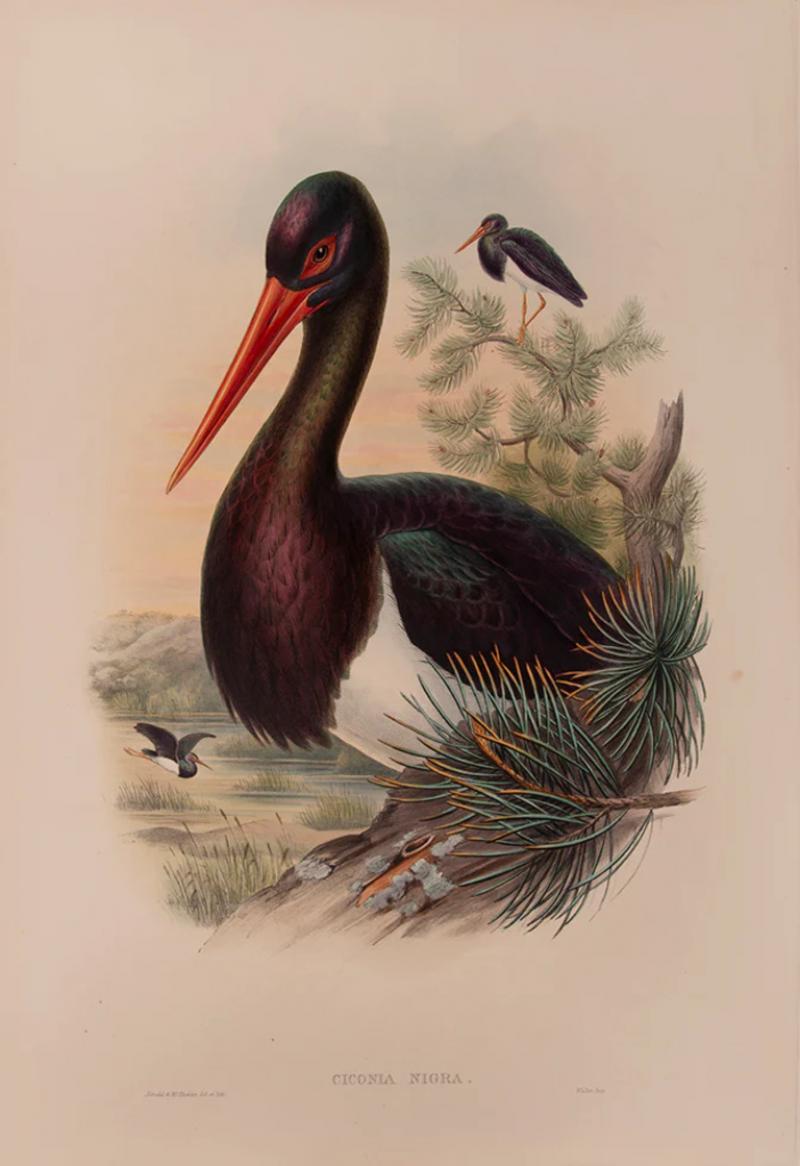  J H C Richter WOLF Ciconia Alba Stork by J H C Richter WOLF