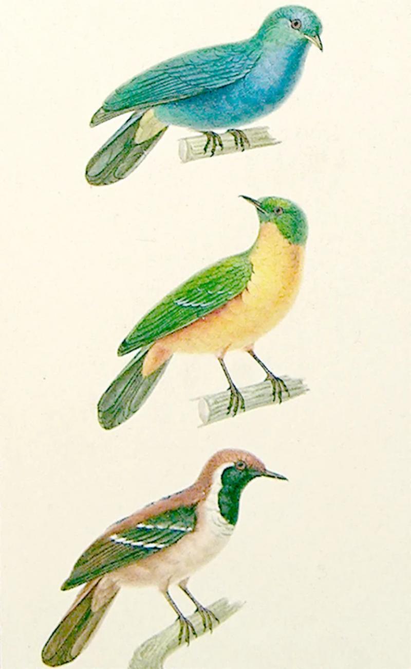  JEAN GABRIEL PRETRE JEAN GABRIEL PRETRE FRENCH FL 1824 1840 BIRD STUDY