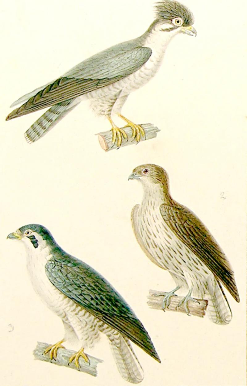  JEAN GABRIEL PRETRE JEAN GABRIEL PRETRE FRENCH FL 1824 1840 BIRD STUDY PIGEON HAWKS 