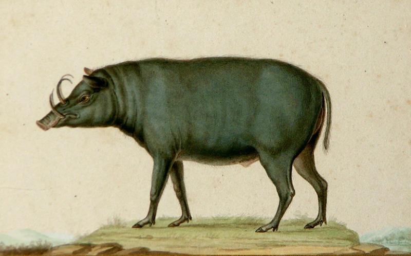  JEAN GABRIEL PRETRE JEAN GABRIEL PRETRE FRENCH FL 1824 1840 BOAR STUDY