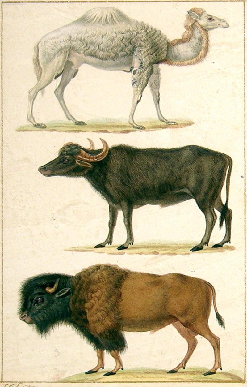  JEAN GABRIEL PRETRE JEAN GABRIEL PRETRE FRENCH FL 1824 1840 CAMEL BULL BISON