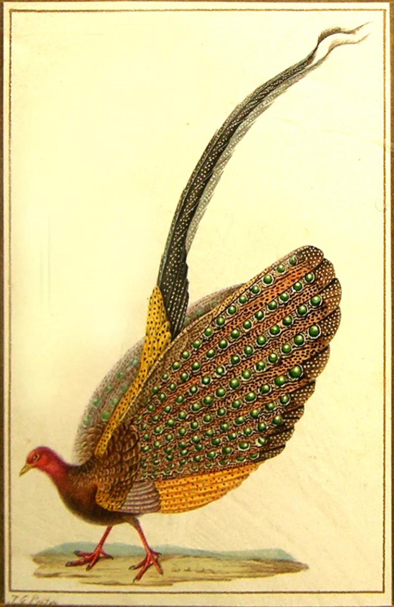 JEAN GABRIEL PRETRE JEAN GABRIEL PRETRE FRENCH FL 1824 1840 PHEASANT 