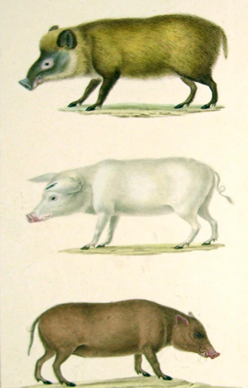  JEAN GABRIEL PRETRE JEAN GABRIEL PRETRE FRENCH FL 1824 1840 PIG STUDY