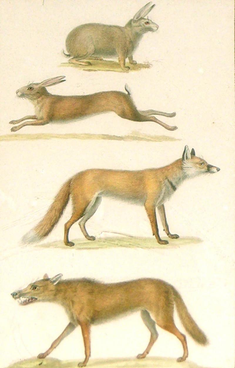  JEAN GABRIEL PRETRE JEAN GABRIEL PRETRE FRENCH FL 1824 1840 RABBIT AND DOG STUDY