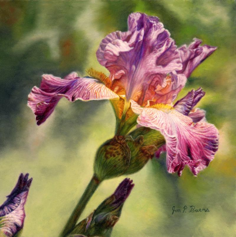  Jon Burns Purple Iris
