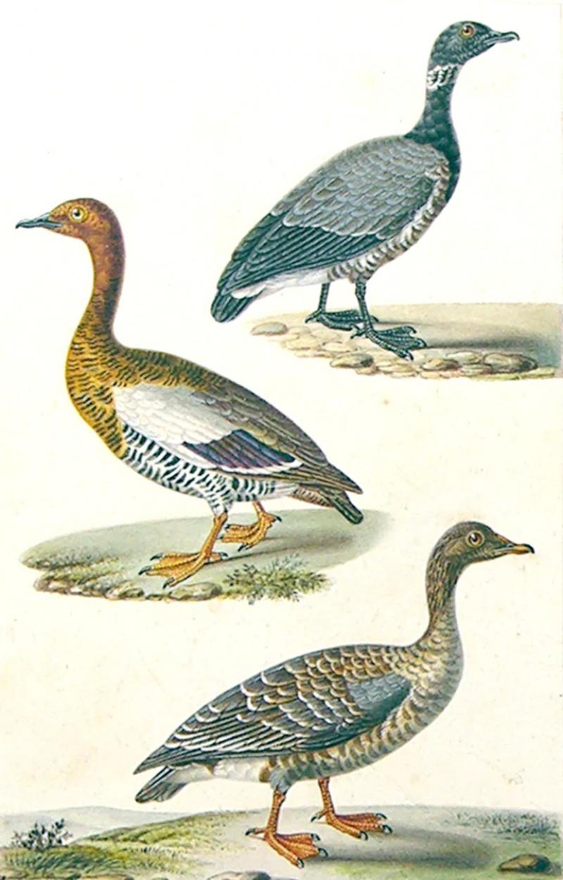  LOUIS OUDART PAUL LOUIS OUDART FRENCH 1796 1850 DUCK STUDY