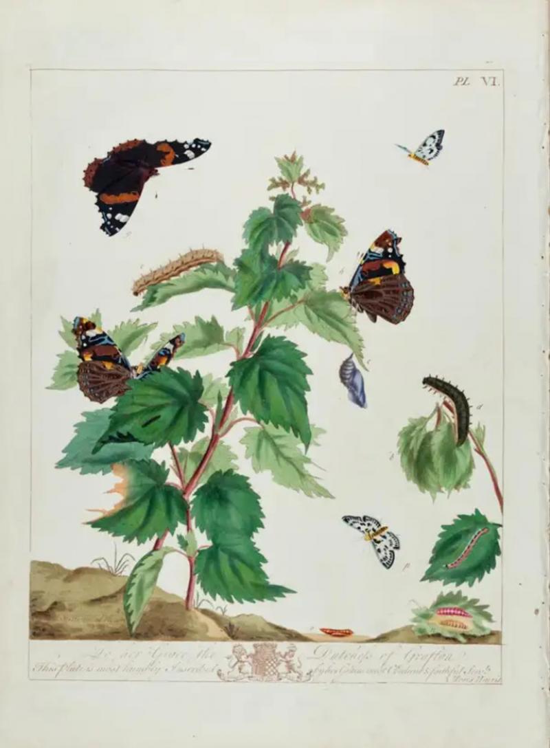  Moses Harris Admirable Butterflies Magpie Moths A Hand colored Engraving by Moses Harris