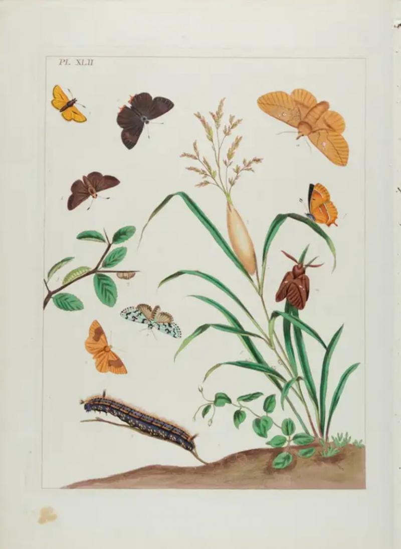  Moses Harris Butterflies Moths An Antique Hand colored Engraving by Moses Harris