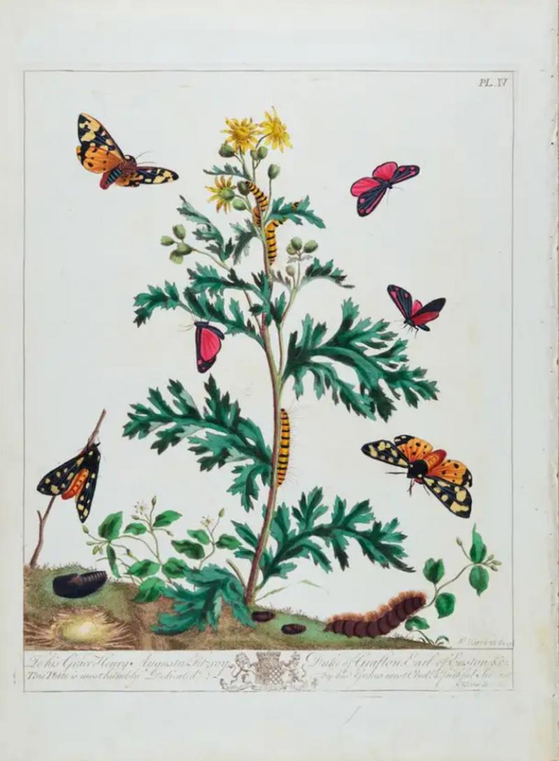  Moses Harris The Natural History of Moths An Antique Hand colored Engraving by Moses Harris