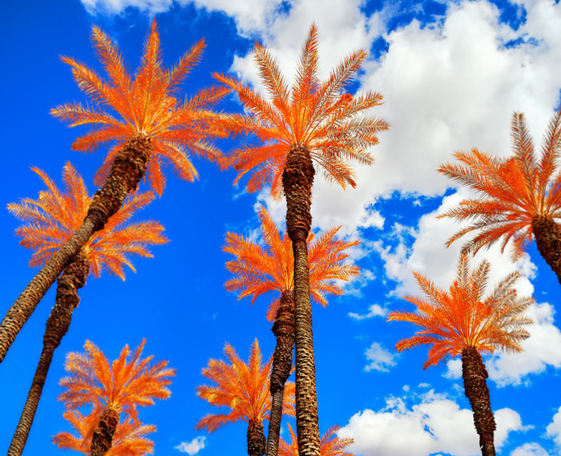  Osceola Refetoff Marks Center Orange Blue Multispectral Exposure Palm Desert