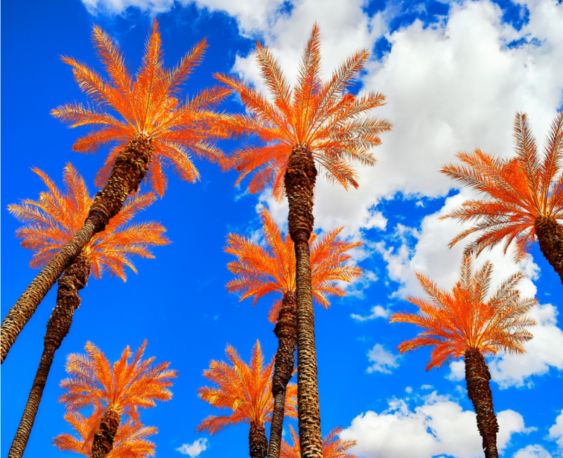 Osceola Refetoff Marks Center Orange Blue Multispectral Exposure Palm Desert