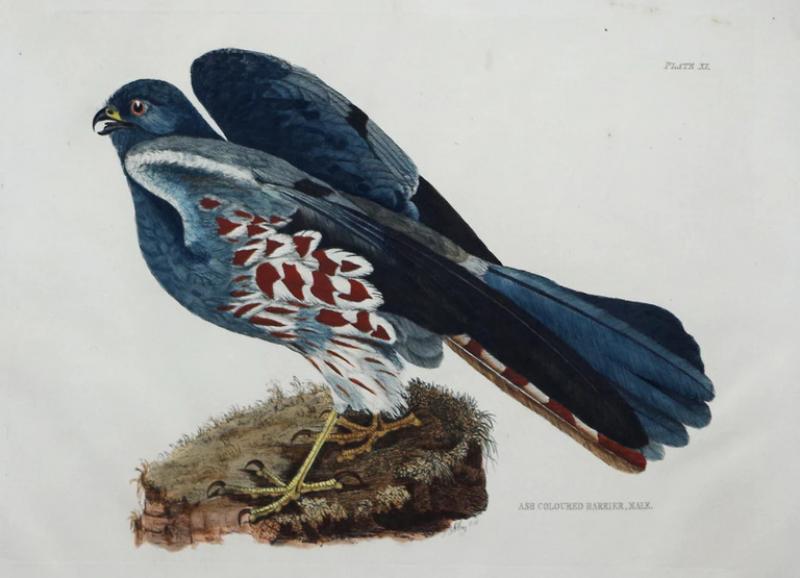  PRIDEAUX JOHN SELBY PRIDEAUX JOHN SELBY 1788 1867 ASH COLOURED HARRIER MALE PLT XI