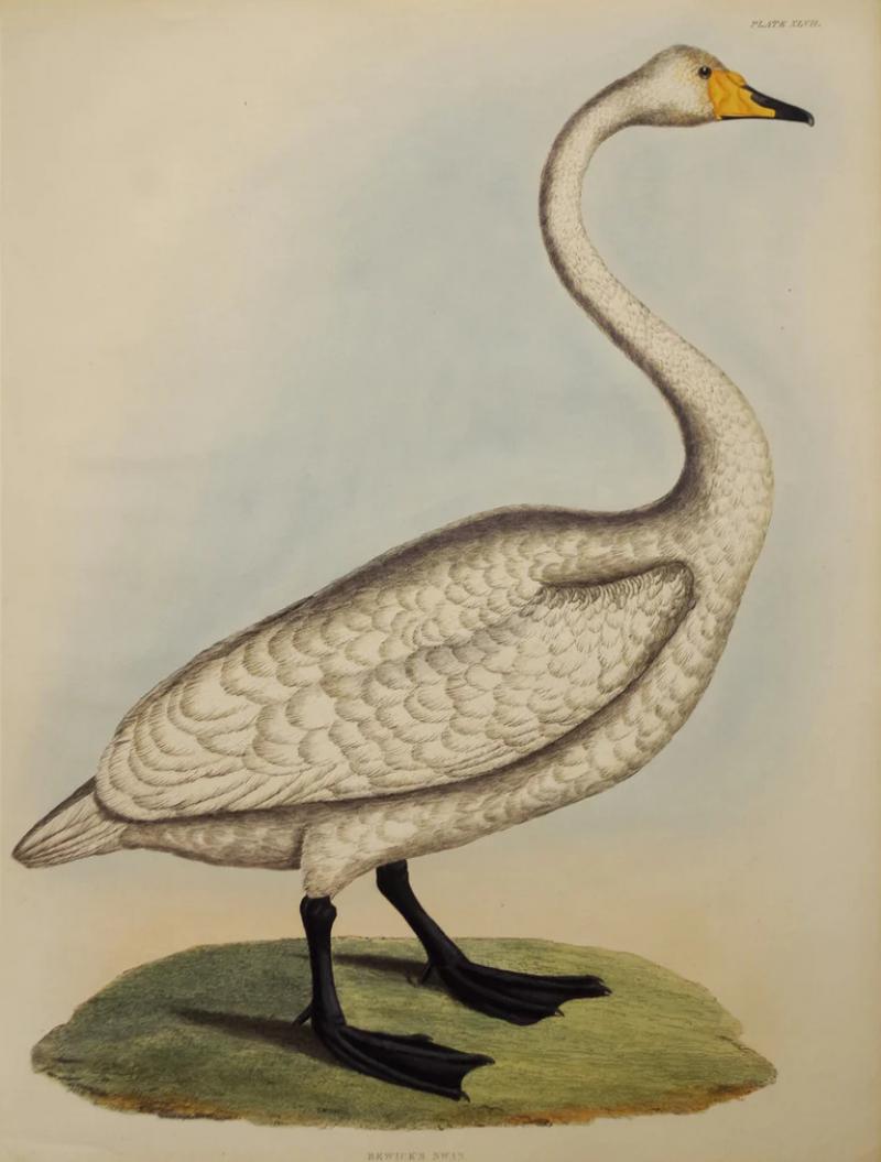  PRIDEAUX JOHN SELBY PRIDEAUX JOHN SELBY 1788 1867 BEWICKS SWAN PLT XLVII