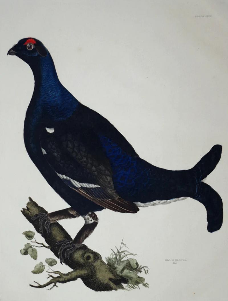  PRIDEAUX JOHN SELBY PRIDEAUX JOHN SELBY 1788 1867 BLACK GROUSE MALE PLT LVIII