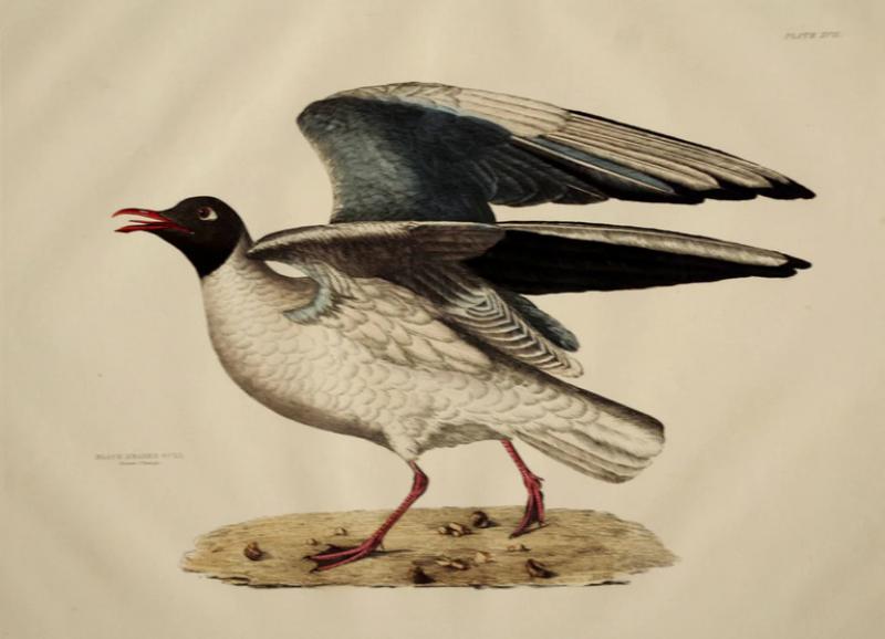  PRIDEAUX JOHN SELBY PRIDEAUX JOHN SELBY 1788 1867 BLACK HEADED GULL SUMMER PLUMAGE PLT XCII