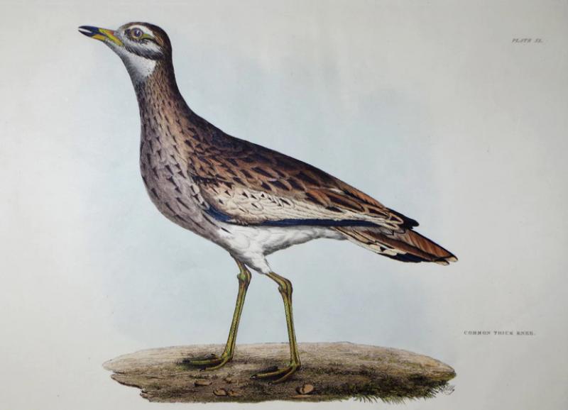  PRIDEAUX JOHN SELBY PRIDEAUX JOHN SELBY 1788 1867 COMMON THICK KNEE PLT XL