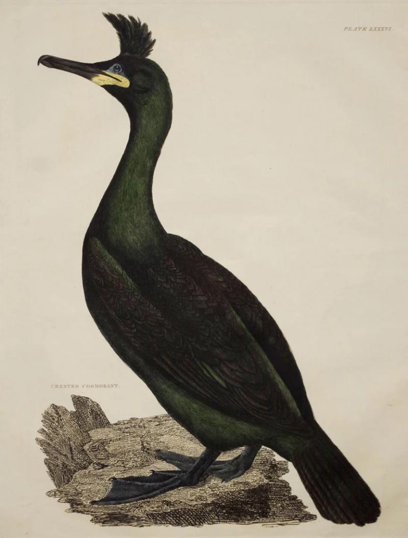  PRIDEAUX JOHN SELBY PRIDEAUX JOHN SELBY 1788 1867 CRESTED CORMORANT PLT LXXXVI