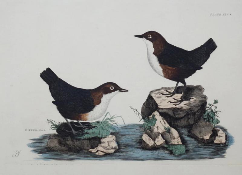  PRIDEAUX JOHN SELBY PRIDEAUX JOHN SELBY 1788 1867 DIPPER MALE FEMALE PLT XLV