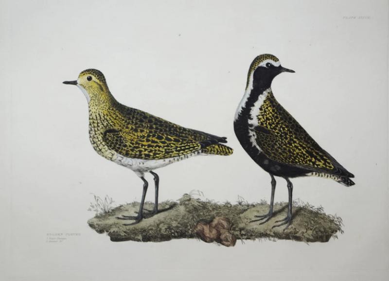  PRIDEAUX JOHN SELBY PRIDEAUX JOHN SELBY 1788 1867 GOLDEN PLOVER WINTER SUMMER PLT XXXVII