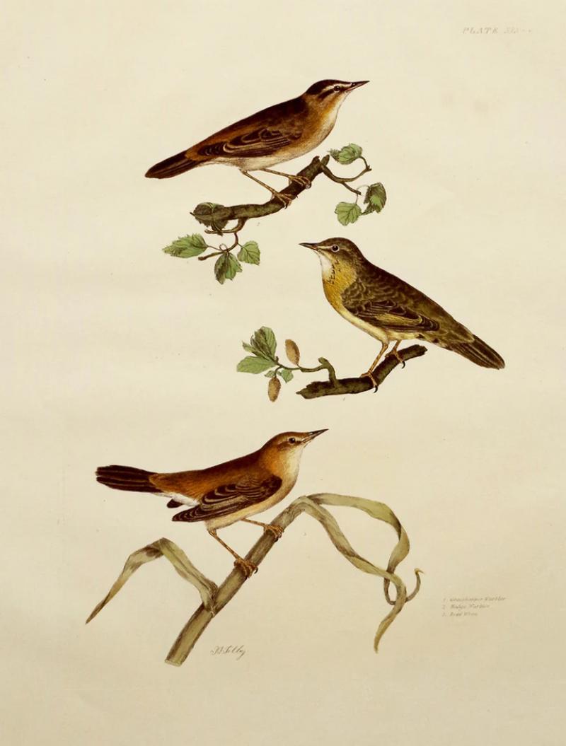  PRIDEAUX JOHN SELBY PRIDEAUX JOHN SELBY 1788 1867 GRASSHOPPER HEDGE WARBLER REED WREN PLT XLV